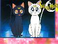 cats_sticker.jpg